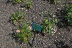 Prairie Harvest rose photo