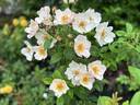 Heavenly Rosalind rose photo