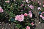 Prairie Princess rose photo