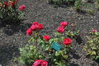 Polonaise rose photo