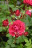 Pironti Tornedos rose photo