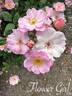 Flower Girl ™ rose photo