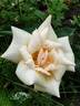 Madame Azélie Imbert rose photo