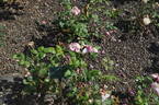 Les Sjulin rose photo