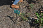 Brook Song rose photo
