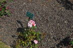 Grace Note rose photo