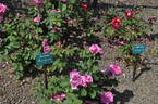 Do-Si-Do rose photo