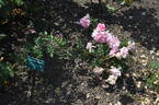 Country Song rose photo
