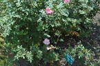 Country Song rose photo