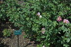 Aunt Honey rose photo