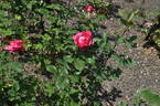 Hi Neighbor rose photo