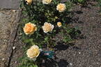Apricot Nectar rose photo