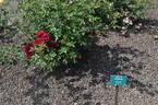 John S. Armstrong rose photo