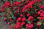 Linda Campbell rose photo