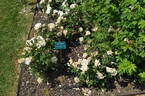 J.P. Connell rose photo