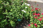 Marie Bugnet rose photo