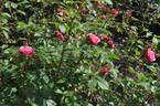 Morden Blush rose photo