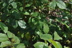 Morden Blush rose photo