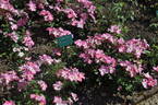 Nearly Wild rose photo