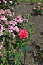 Miss All-American Beauty rose photo