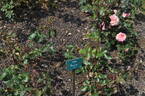 Duet rose photo
