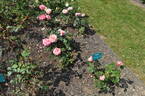 Dorcas rose photo