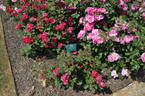 Morden Cardinette rose photo