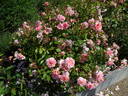Anne Boleyn rose photo