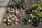 Royal Edward rose photo