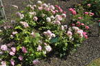 Lambert Closse rose photo