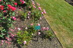 Simon Fraser rose photo