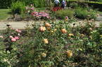 Apollo ® rose photo