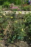 Harison's Yellow rose photo