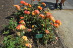 Circus rose photo