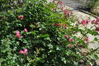 Martin Frobisher rose photo