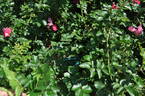 Martin Frobisher rose photo