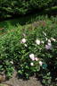 Marie-Victorin rose photo