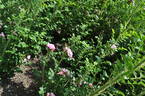 Jens Munk rose photo