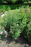 Jens Munk rose photo