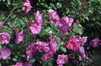 Frontenac rose photo