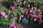 Frontenac rose photo
