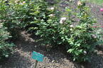 Prairie Joy rose photo
