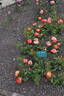 Anna Aguilera rose photo