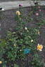 Joana Mariano rose photo