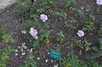 Tarde Gris rose photo