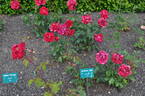 Jardinero Ortiz rose photo
