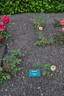 Rosaolor rose photo