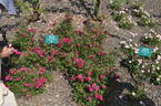 Perla de Alcanada rose photo
