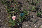 Linda Porter rose photo