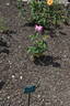 Rosaolor rose photo